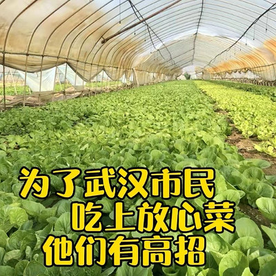 探寻湖北蔬菜黑科技