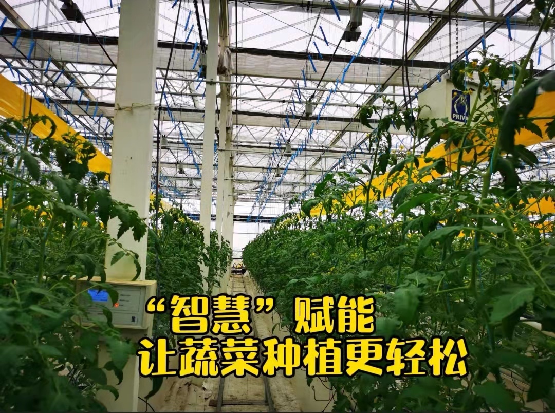 探寻湖北蔬菜黑科技