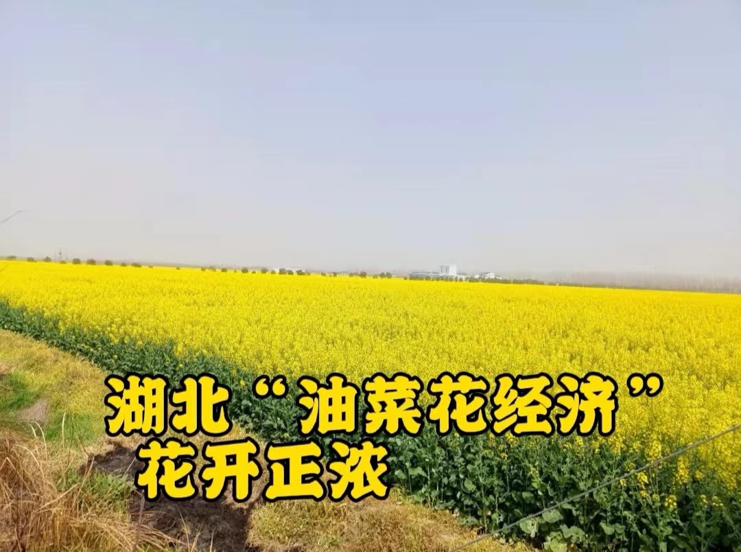 看湖北如何做强一壶油