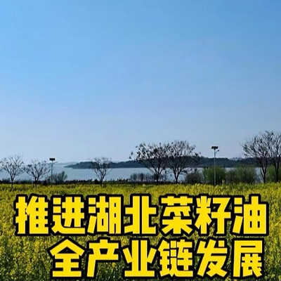 聚焦延链强链，推进湖北菜籽油全产业链发展