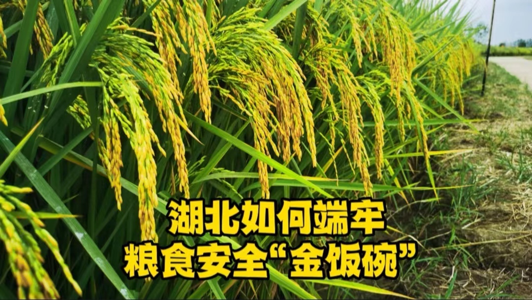 湖北如何端牢粮食安全“金饭碗”