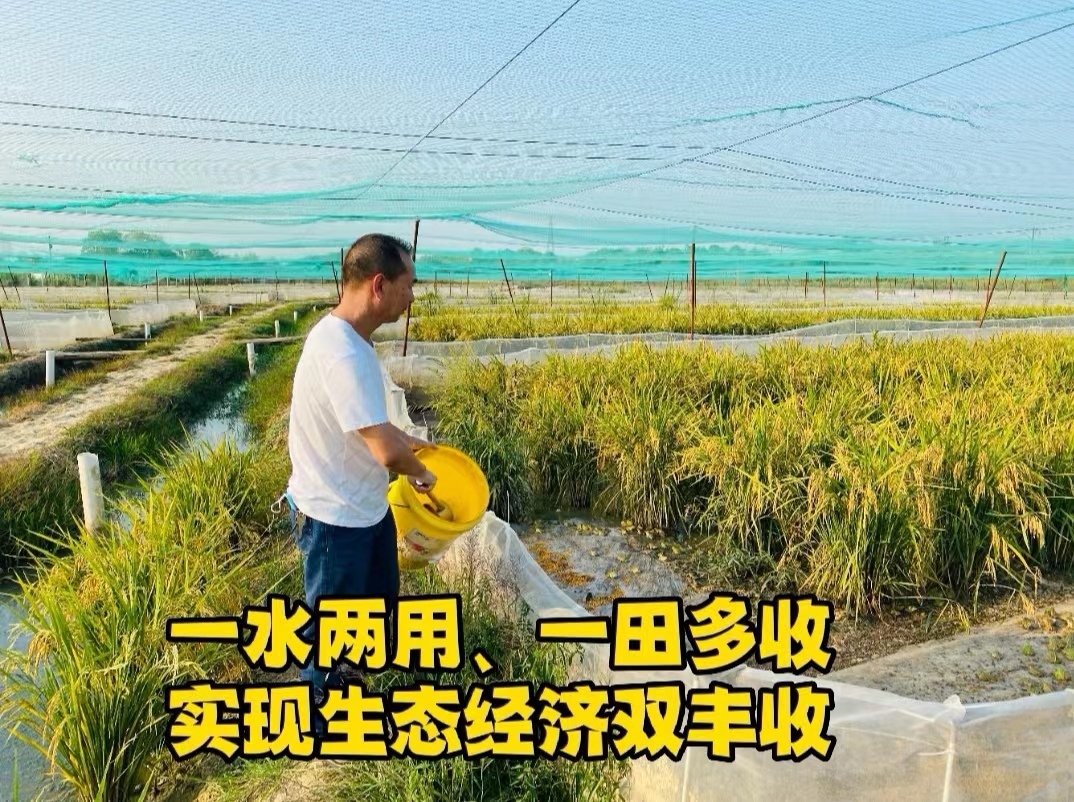 一水两用、一田多收，实现生态经济双丰收