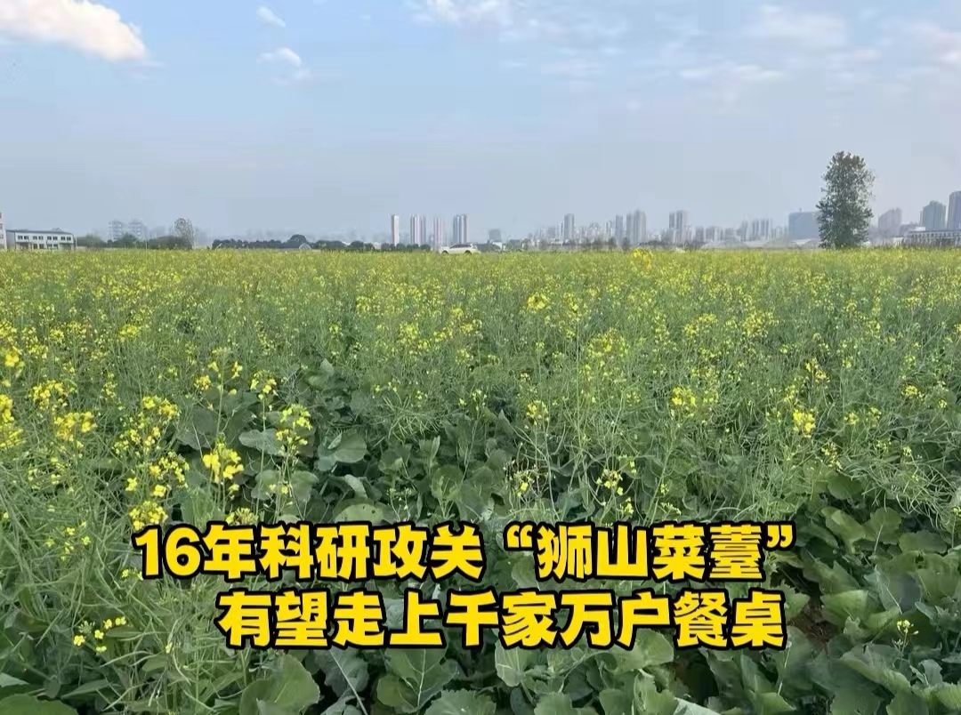 16年科研攻关，“狮山菜薹”有望走上餐桌