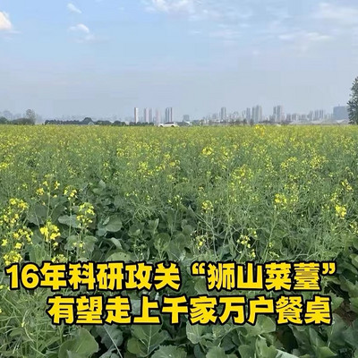 16年科研攻关，“狮山菜薹”有望走上餐桌