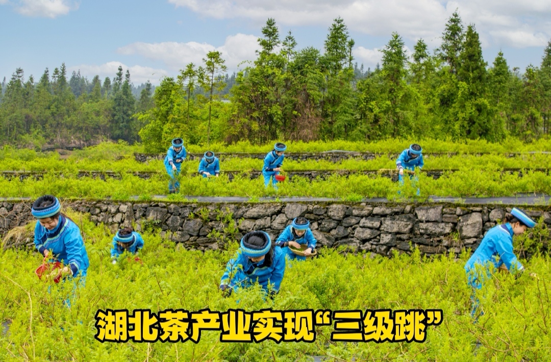 湖北茶产业实现“三级跳”