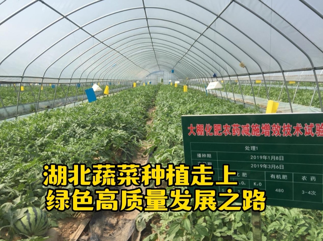 湖北蔬菜种植走上绿色高质量发展之路