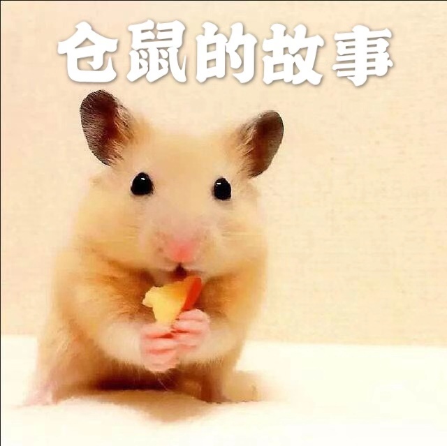 仓鼠的故事