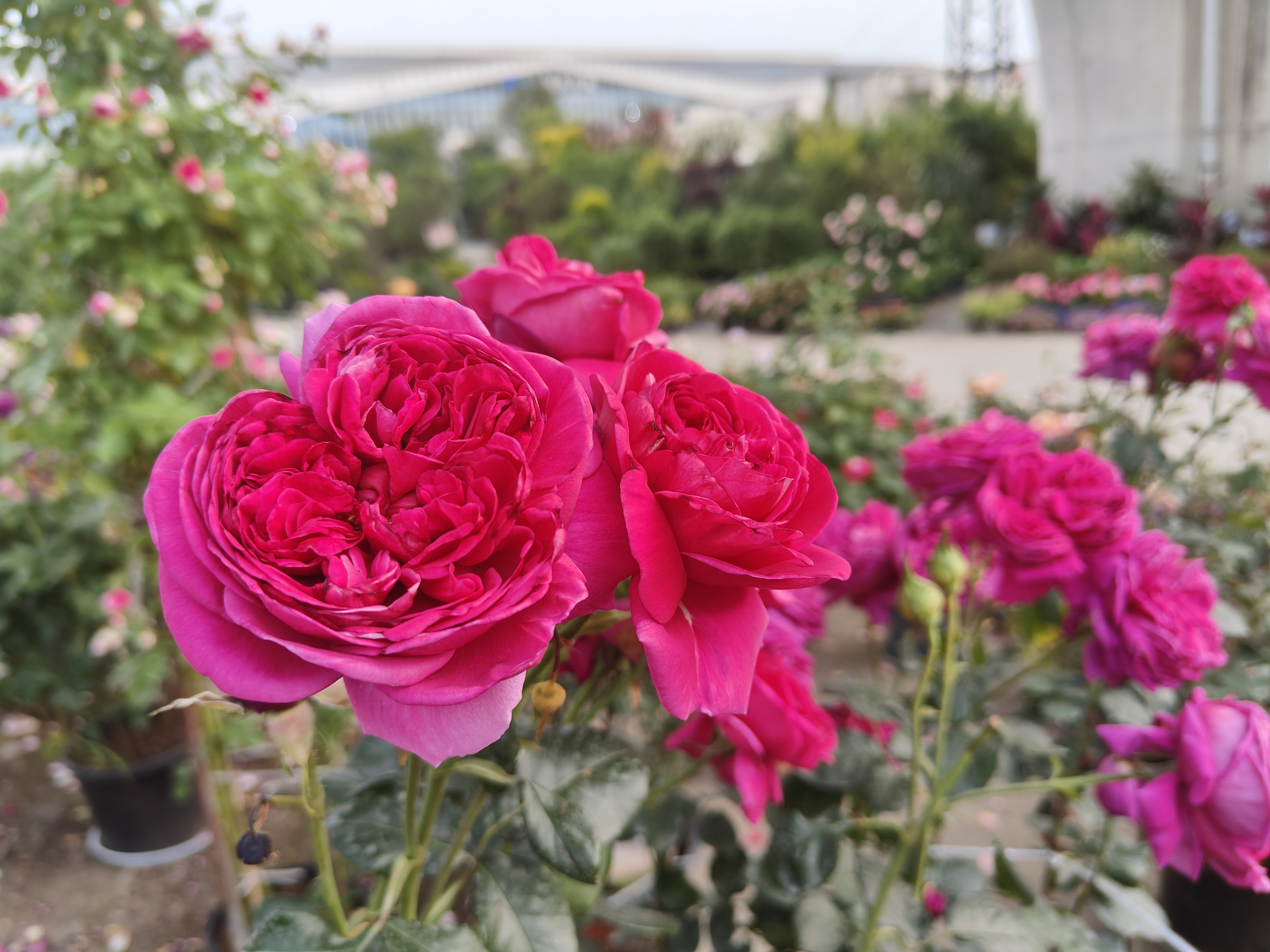 繁花，慢慢聊