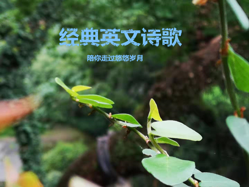经典英文诗歌