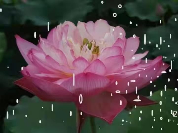 新月雨雨xyyy*