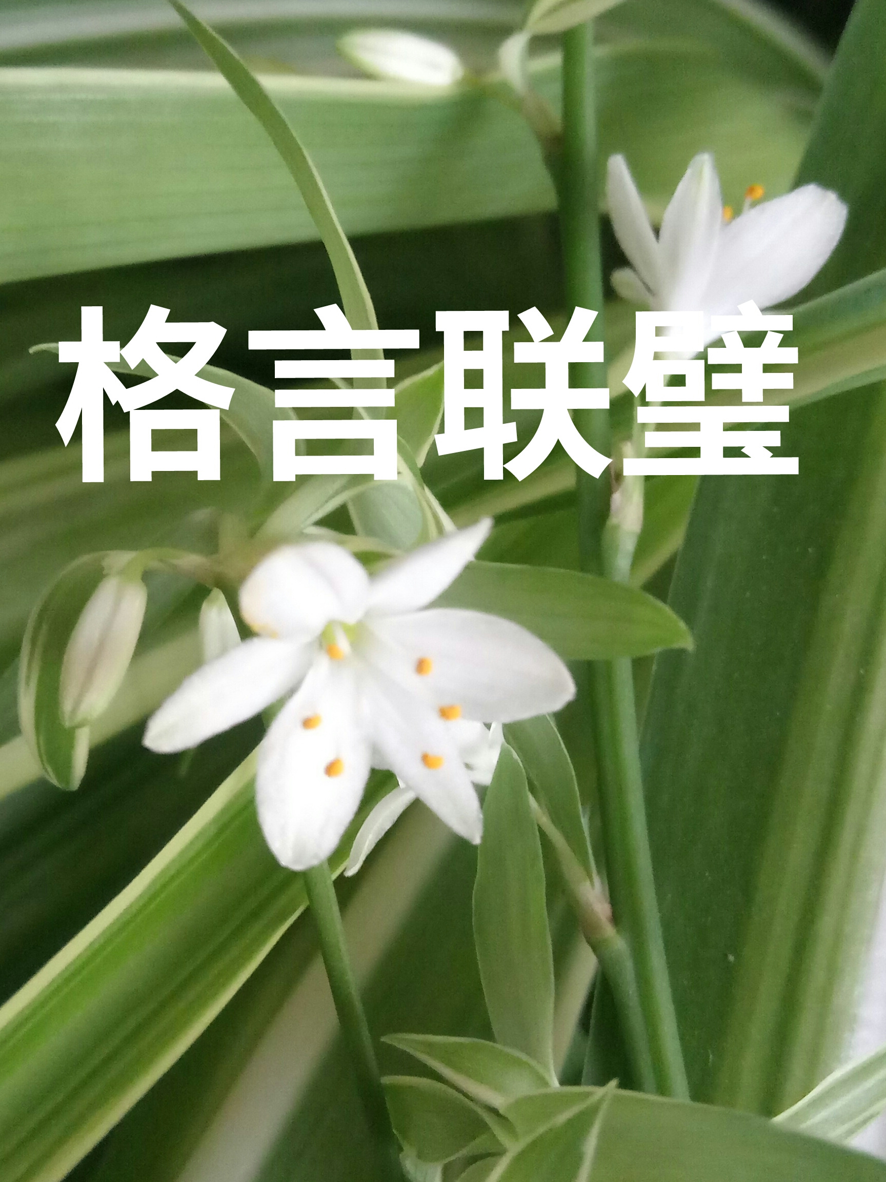 《格言联璧》读诵