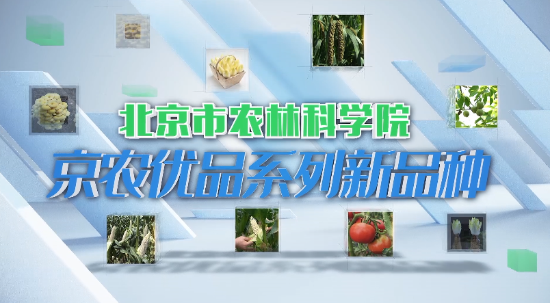 京农优品系列新品种