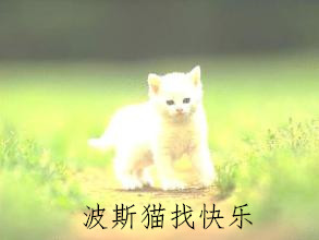 波斯猫找快乐