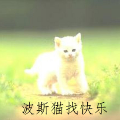 波斯猫找快乐