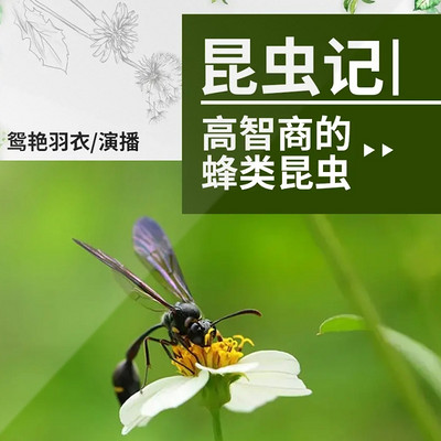 昆虫记2高智商的蜂类昆虫 昆虫记2高智商的蜂类昆虫