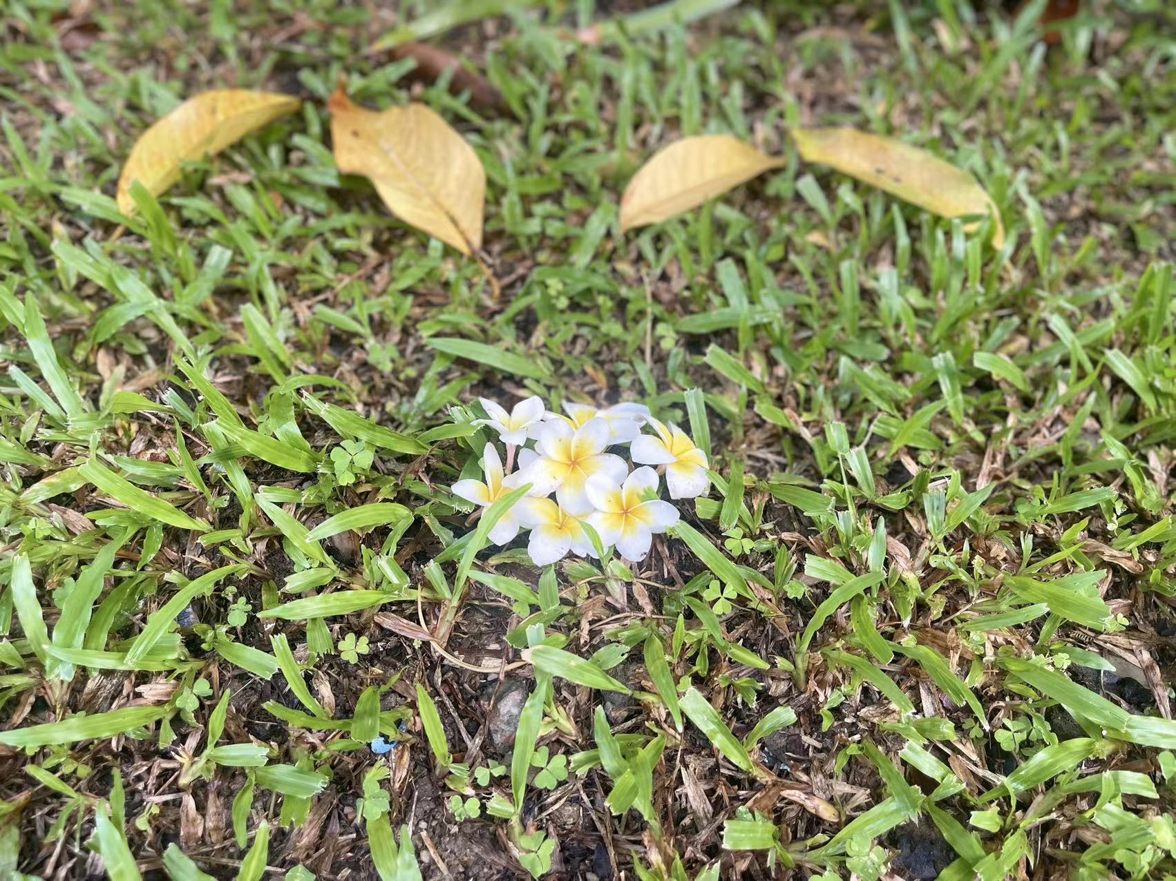 懒虫妈妈讲故事