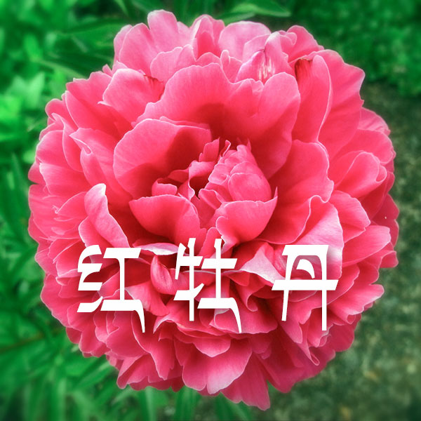 《红牡丹》（粤语评书）