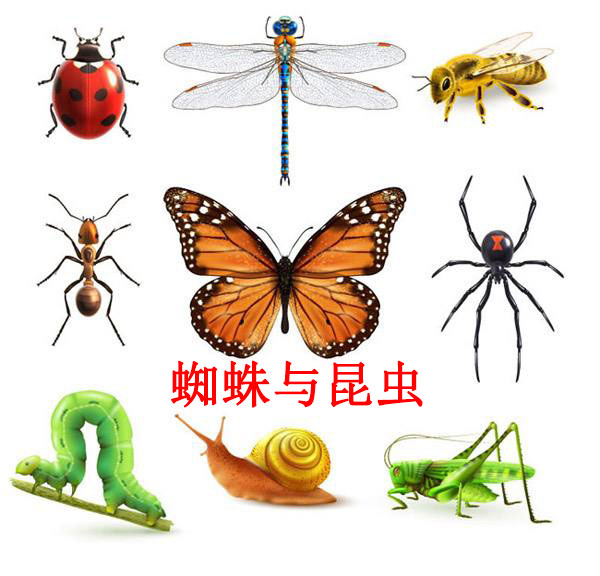 蜘蛛与昆虫