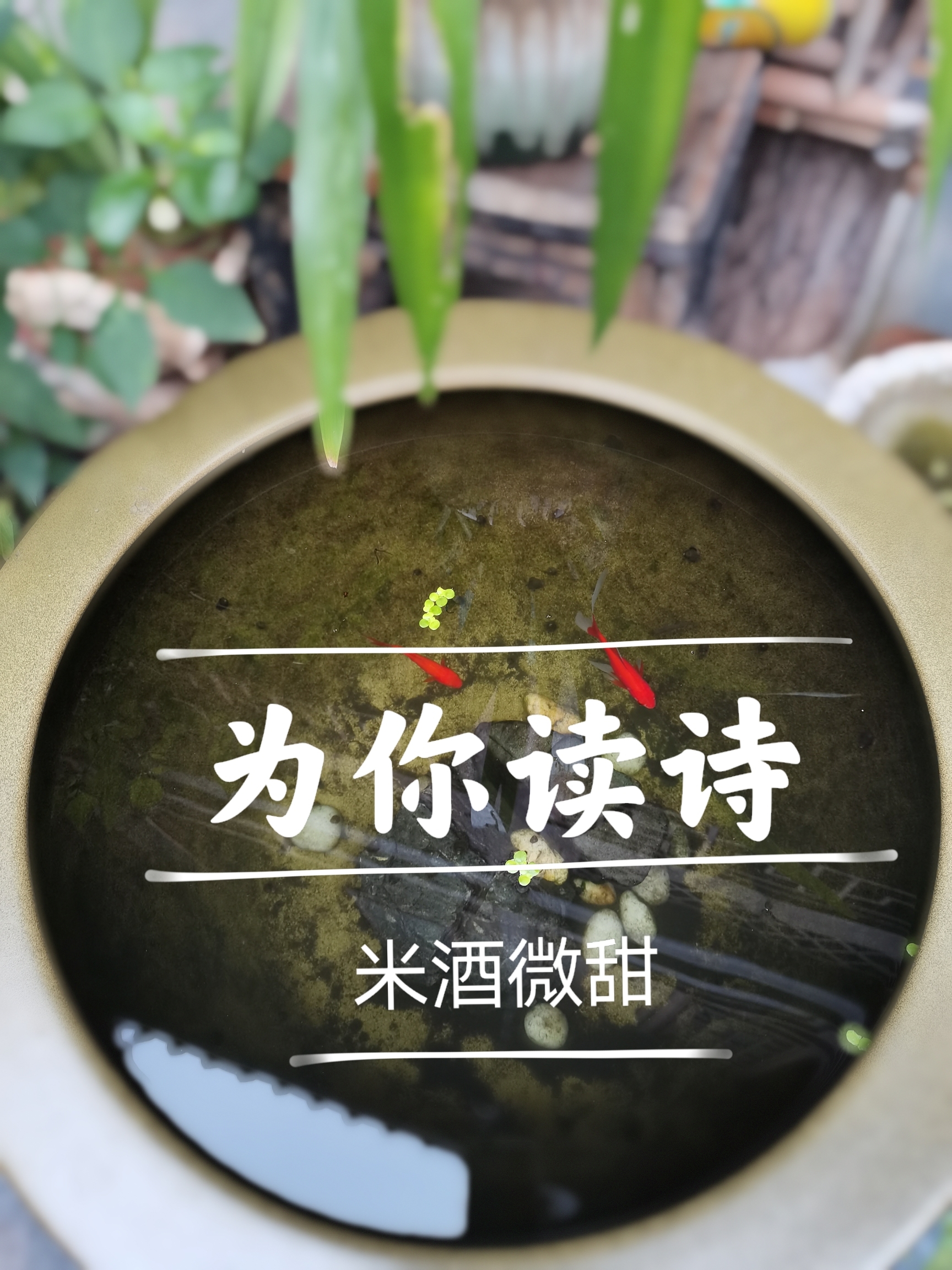 为你读诗