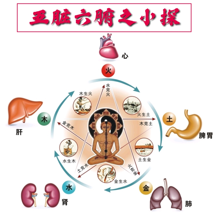 五脏六腑之小探