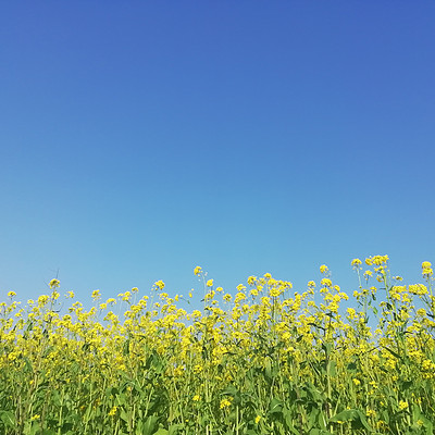 春季养生之春日吃菜