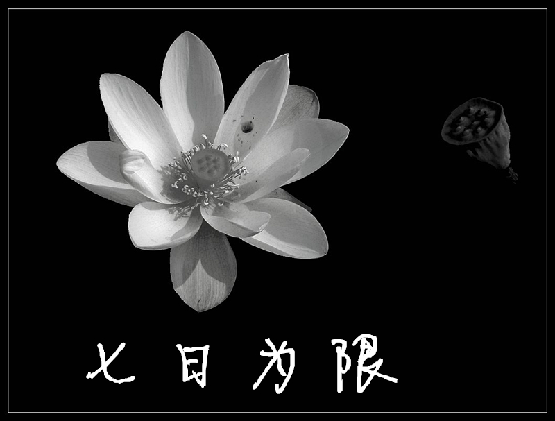 七日为限--京西小旋风演播