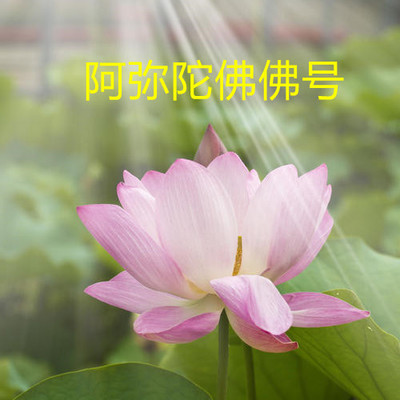 阿弥陀佛佛号四字五音