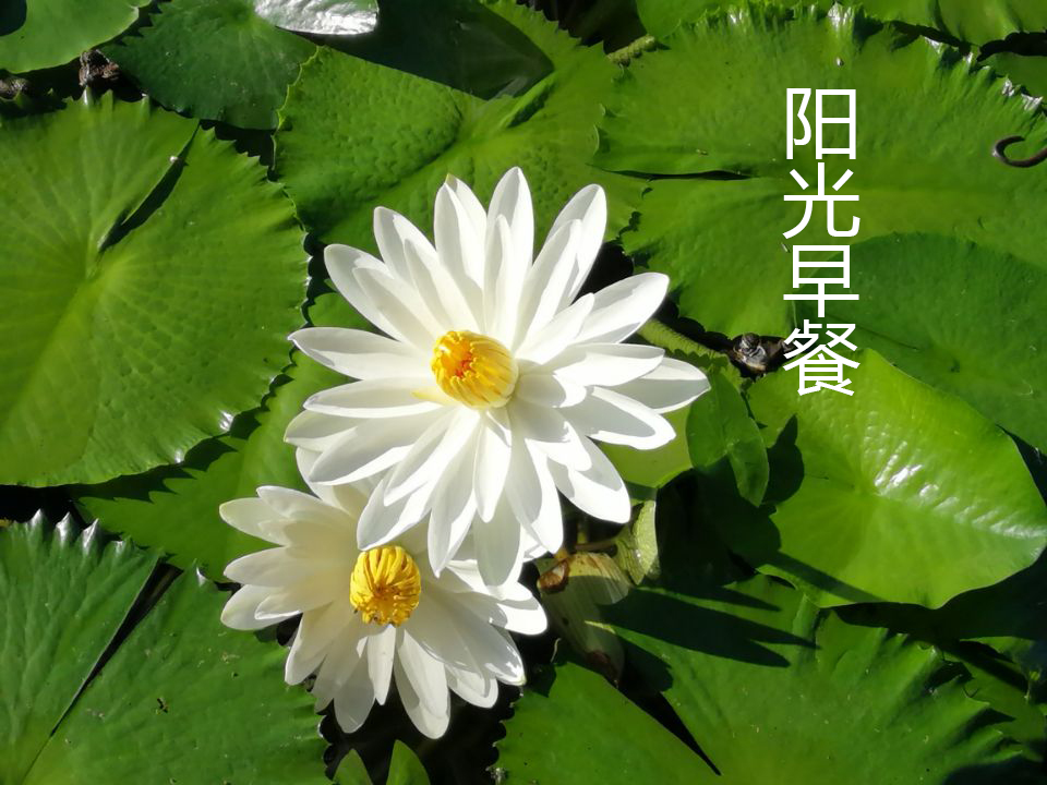 阳光早餐