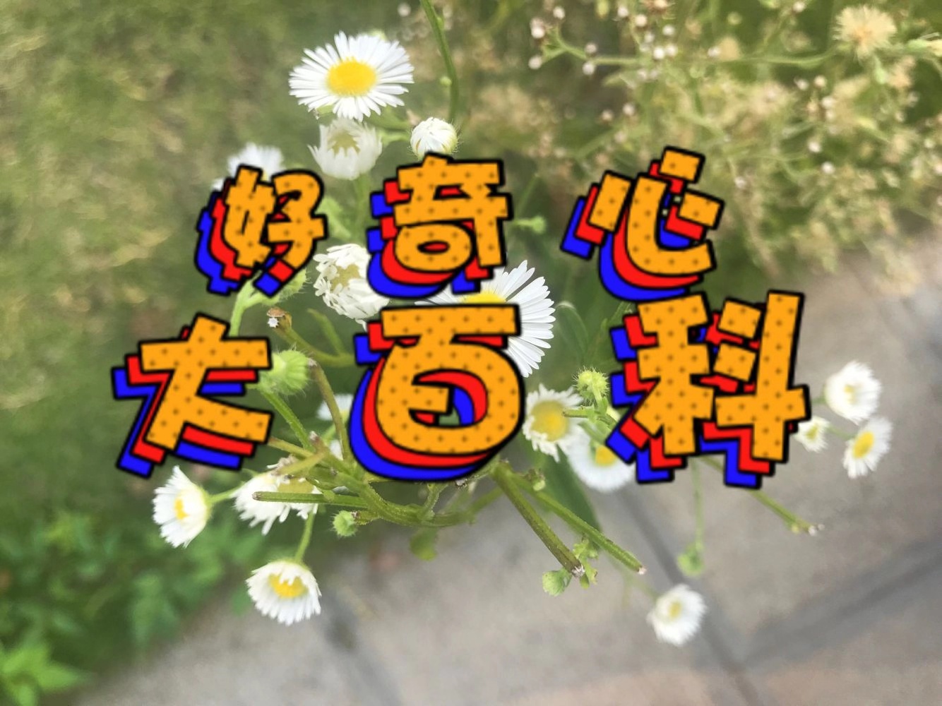 好奇心大百科