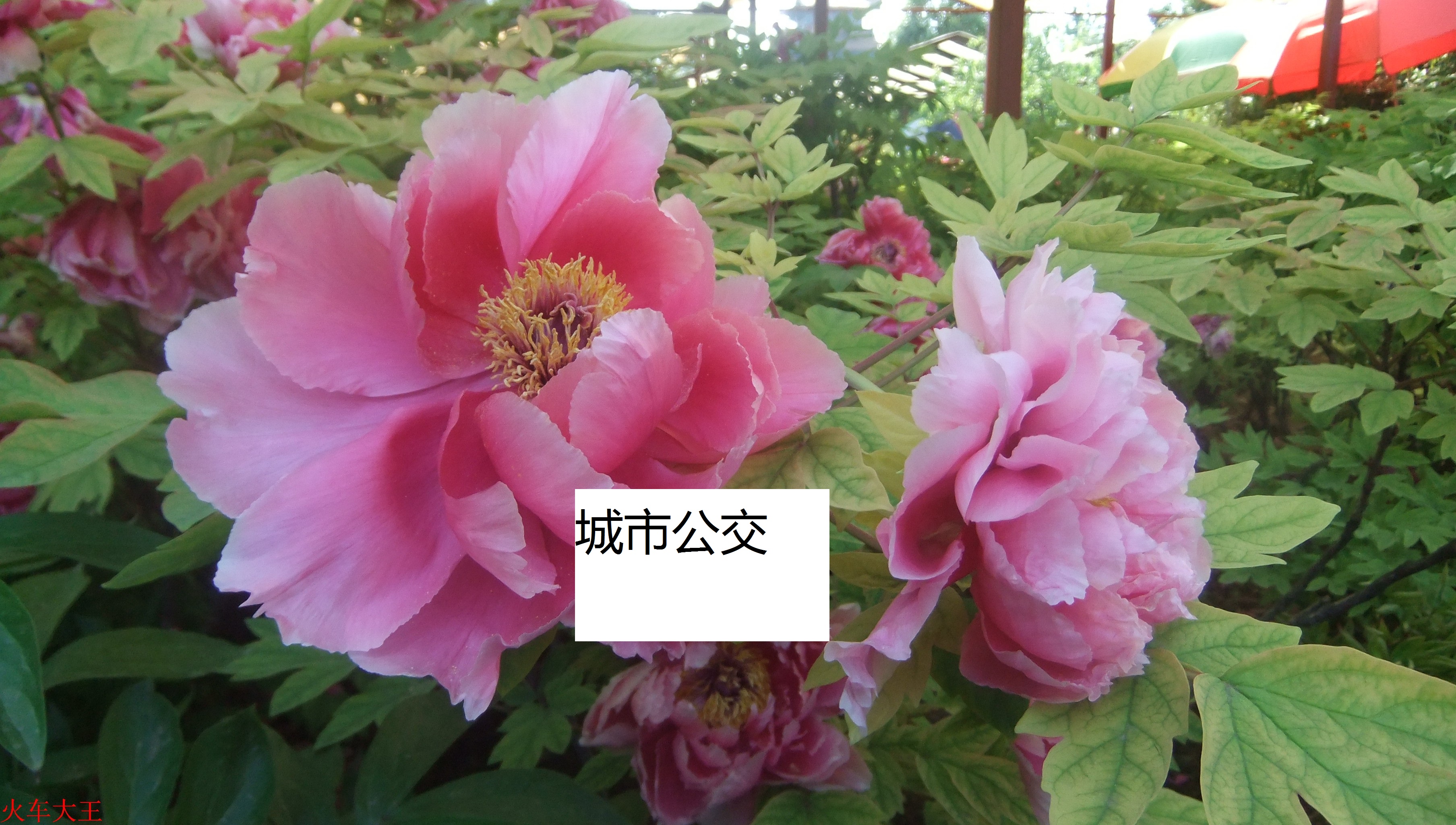 城市公交