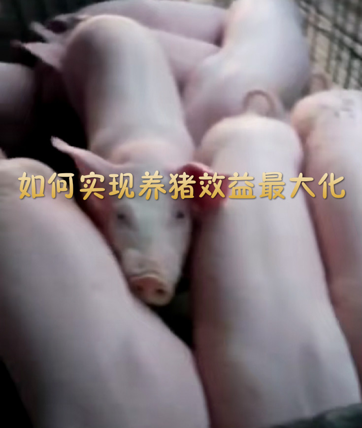 如何实现养猪利益最大化