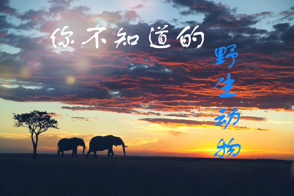你不知道的野生动物