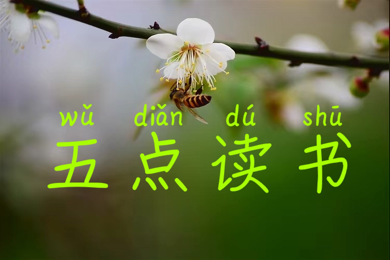 五点读书