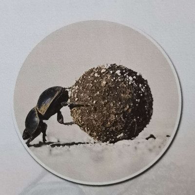 法布尔昆虫记之圣甲虫 法布尔昆虫记之圣甲虫