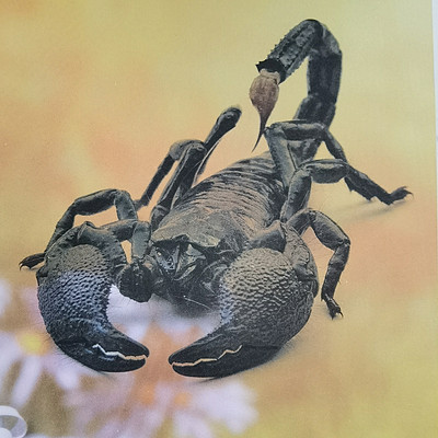 法布尔昆虫记之蝎子 法布尔昆虫记之蝎子