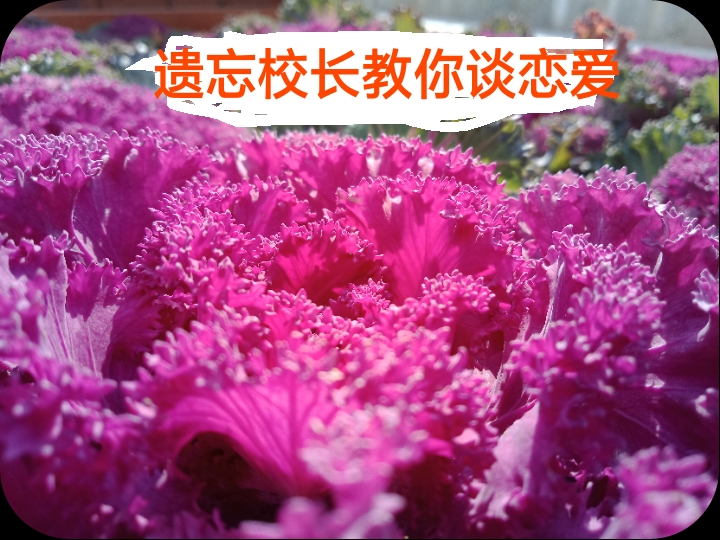 遗忘校长教你谈恋爱