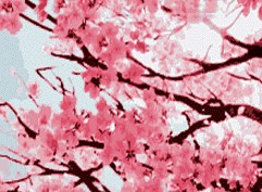 春暖花开