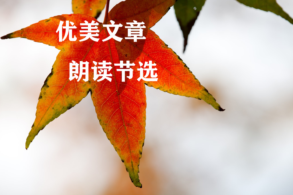 优美文章朗读节选