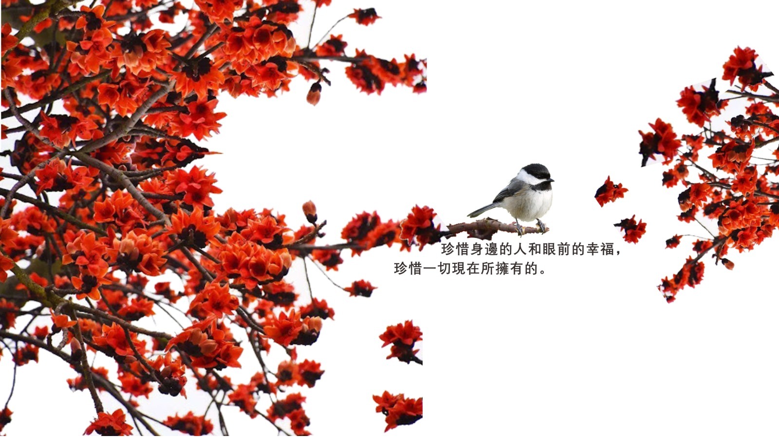 木棉情话