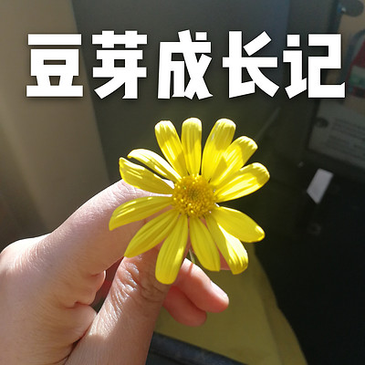 豆芽成长记