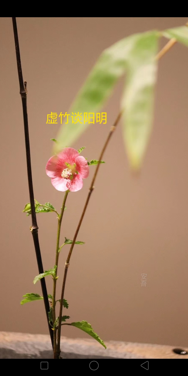 虚竹谈阳明