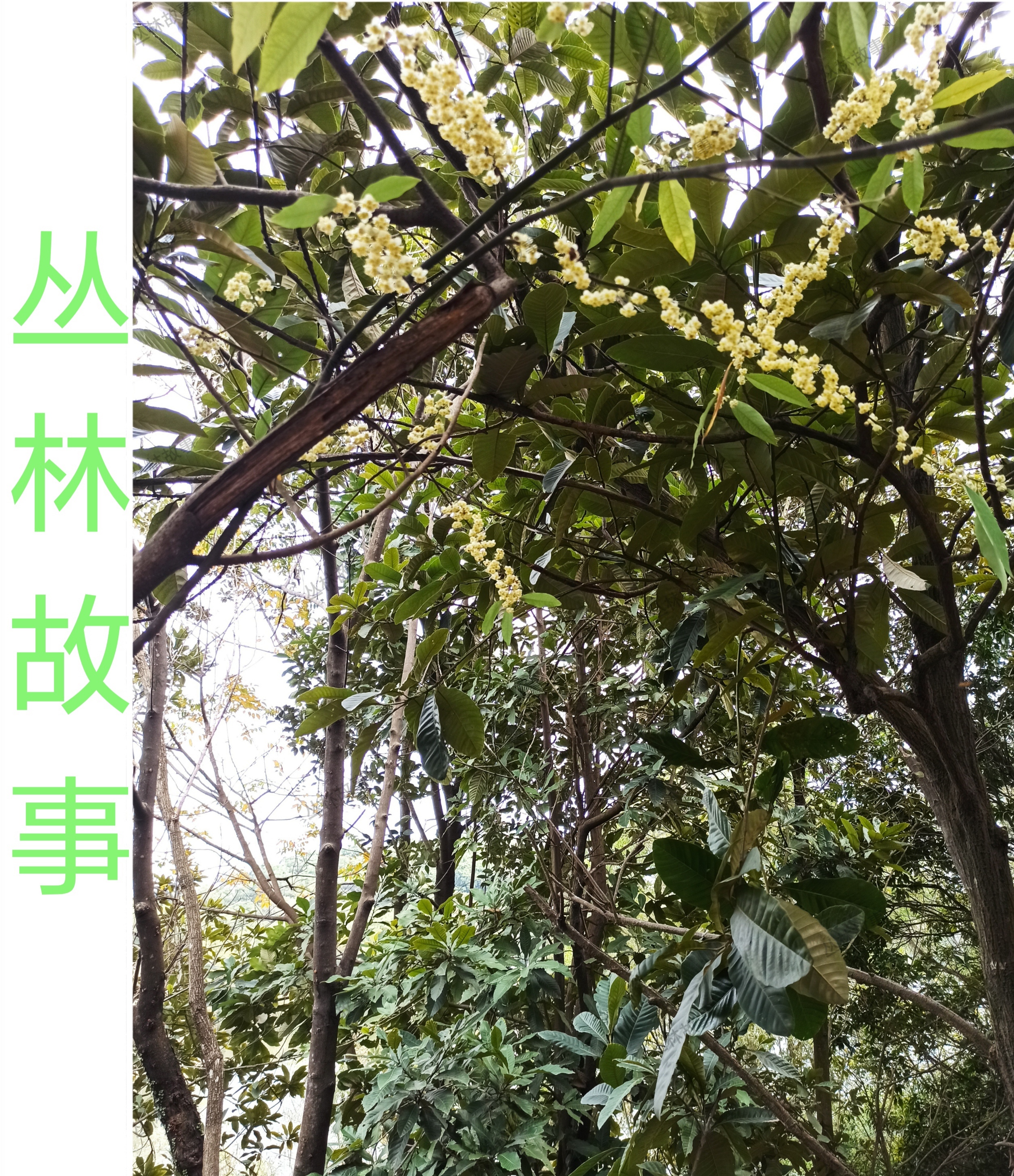 丛林故事