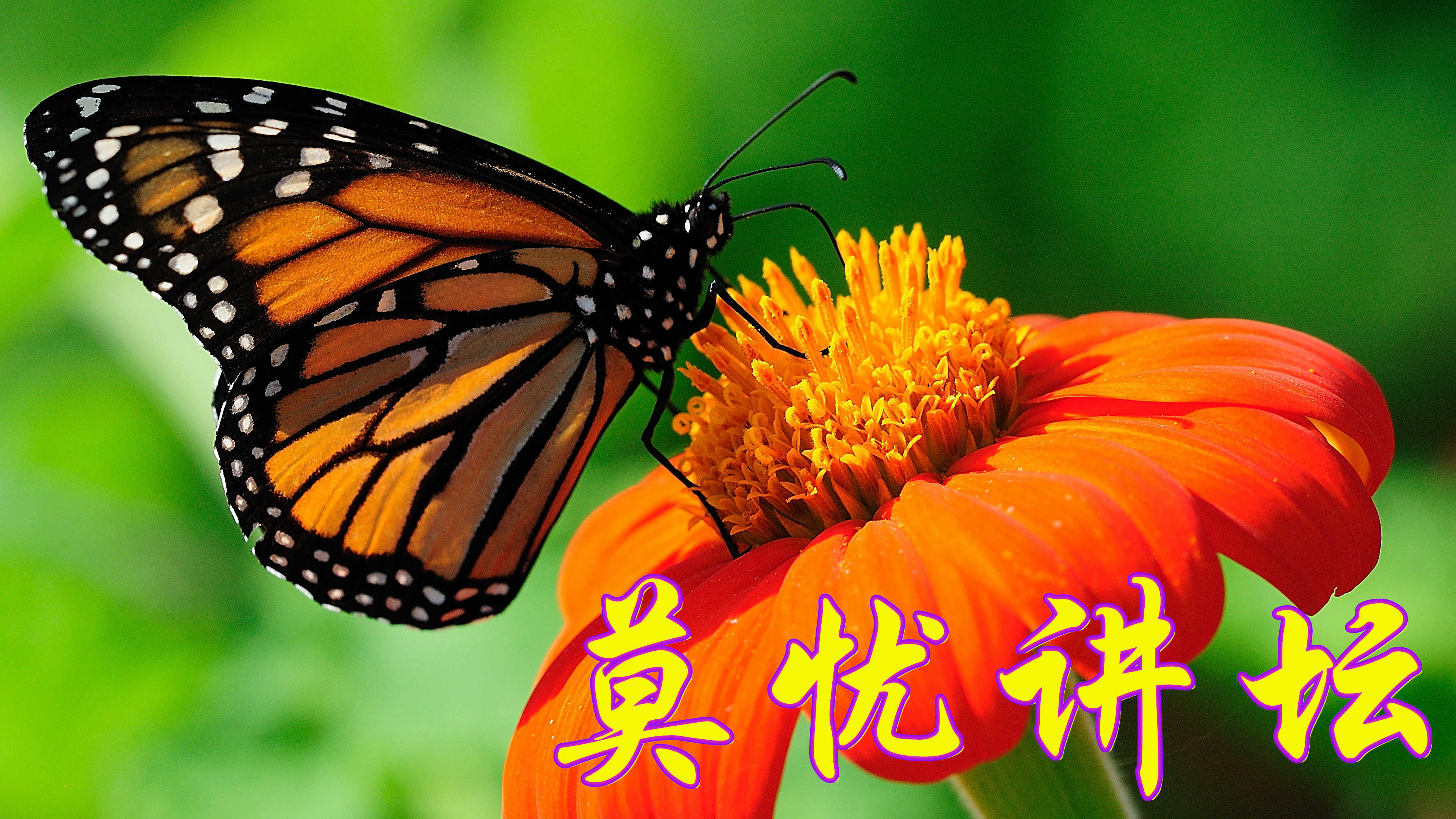 莫忧讲坛