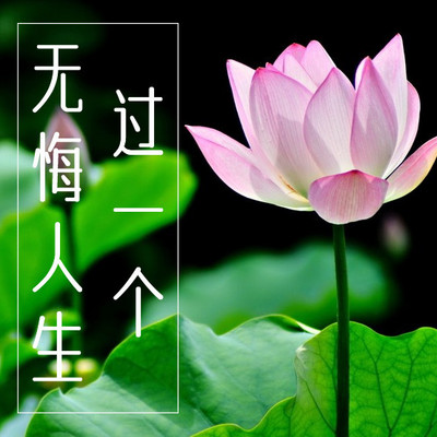 过一个无悔人生
