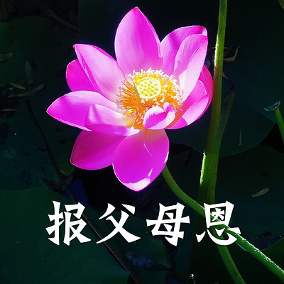 如何报父母恩