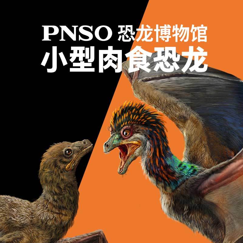PNSO恐龙博物馆 小型肉食恐龙